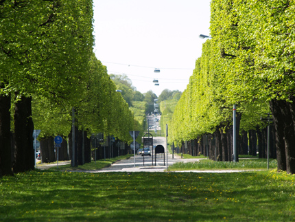 Allée, arbres verts, voitures